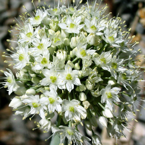 ALLIUM PSKEMENSE seed image
