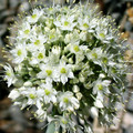 ALLIUM PSKEMENSE seed image
