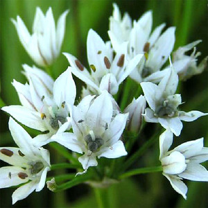 ALLIUM RAMOSUM seed image
