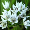 ALLIUM RAMOSUM seed image