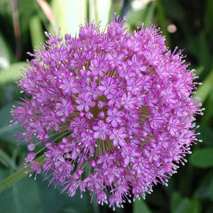 ALLIUM ROSENBACHIANUM seed image