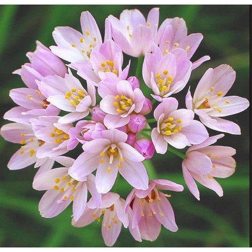 ALLIUM ROSEUM seed image