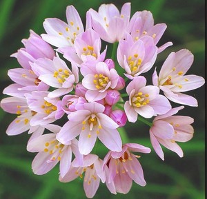 ALLIUM ROSEUM seed image