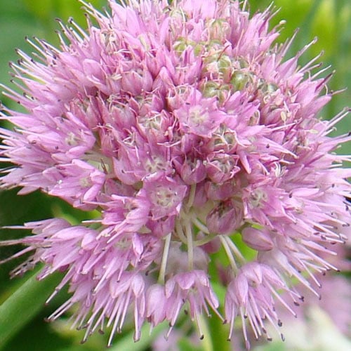 ALLIUM SENESCENS seed image