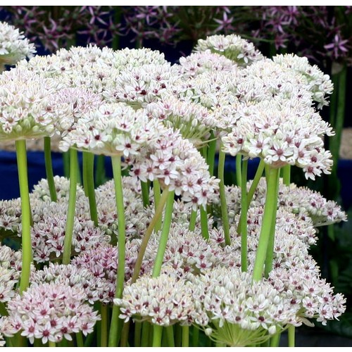ALLIUM BASALTICUM 'SILVER SPRING' seed image