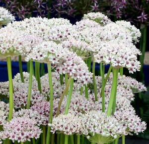 ALLIUM BASALTICUM 'SILVER SPRING' seed image