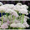 ALLIUM BASALTICUM 'SILVER SPRING' seed image