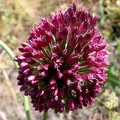 ALLIUM SPHAEROCEPHALON seed image