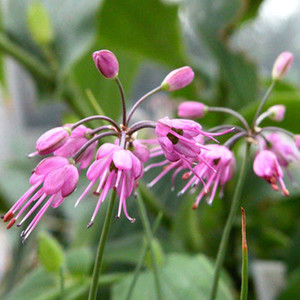 ALLIUM SPLENDENS seed image