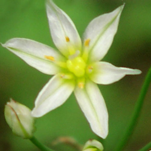 ALLIUM STIPITATUM 'MOUNT EVEREST' seed image