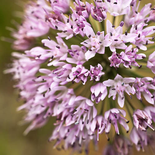 ALLIUM TANGUTICUM seed image