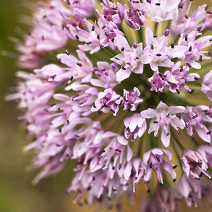 ALLIUM TANGUTICUM seed image