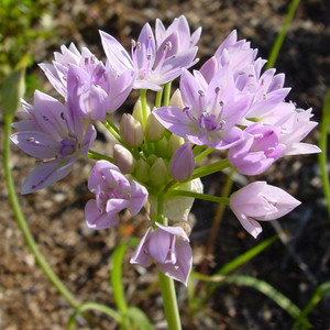 ALLIUM UNIFOLIUM seed image