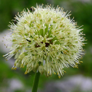 ALLIUM VICTORIALIS seed image