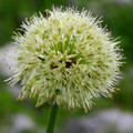 ALLIUM VICTORIALIS seed image