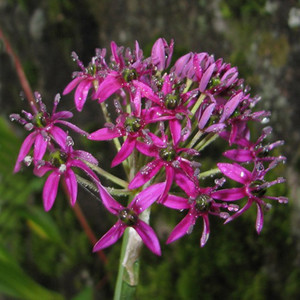 ALLIUM WALLICHII seed image