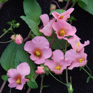 ALONSOA MERIDIONALIS 'PINK BEAUTY' seed image