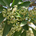 ALSTONIA SCHOLARIS seed image