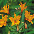 ALSTROEMERIA AURANTIACA seed image