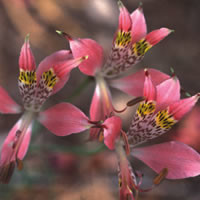 ALSTROEMERIA HOOKERI seed image