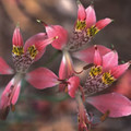ALSTROEMERIA HOOKERI seed image