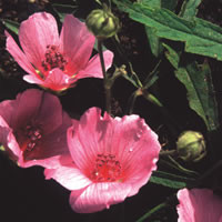 ALTHAEA CANNABINA seed image