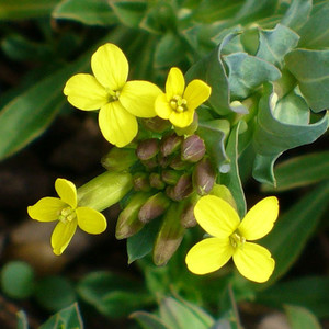 ALYSSOIDES UTRICULATA seed image