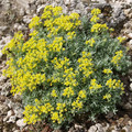 ALYSSUM AIZOIDES seed image