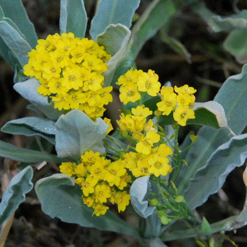 ALYSSUM SAXATILE seed image