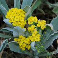 ALYSSUM SAXATILE seed image