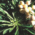 ALYSSUM TORTUOSUM seed image
