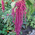 AMARANTHUS CAUDATUS  'RED GARNET' seed image