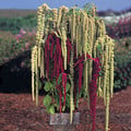 AMARANTHUS CAUDATUS PONY TAILS seed image