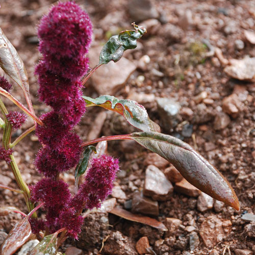 AMARANTHUS GANGETICUS seed image