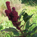 AMARANTHUS 'POINTY FINGERS' seed image