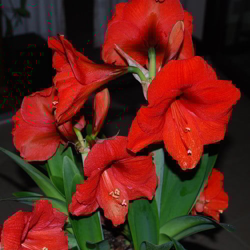 AMARYLLIS VITTATA 'RED GIANT' (HIPPEASTRUM) seed image