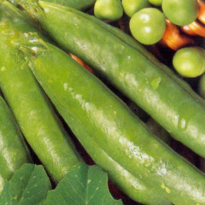 PEA AMBASSADOR seed image