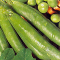 PEA AMBASSADOR seed image
