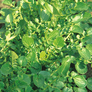 AMERICAN LAND CRESS seed image