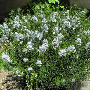 AMSONIA HUBRICHTII seed image