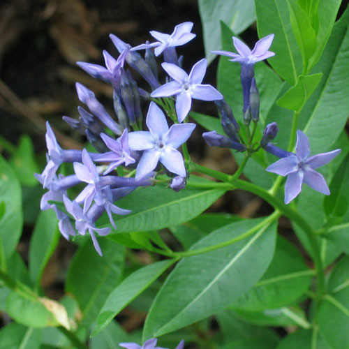 AMSONIA ORIENTALIS seed image