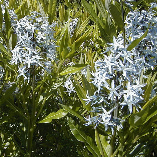 AMSONIA TABERNAEMONTANA seed image