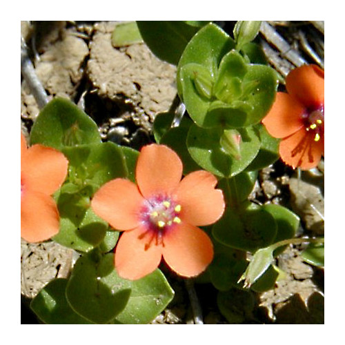 ANAGALLIS ARVENSIS seed image