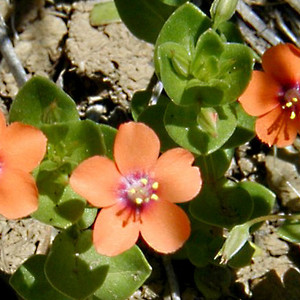ANAGALLIS ARVENSIS seed image