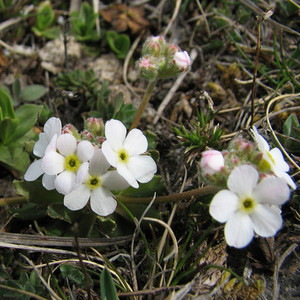 ANDROSACE ALBANA seed image