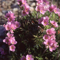 ANDROSACE CARNEA ROSEA seed image