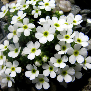 ANDROSACE CYLINDRICA seed image