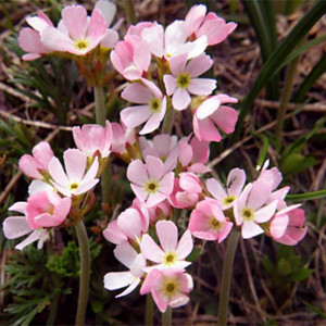 ANDROSACE HEDRAEANTHA seed image