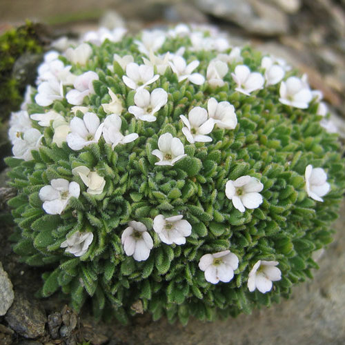 ANDROSACE PUBESCENS seed image