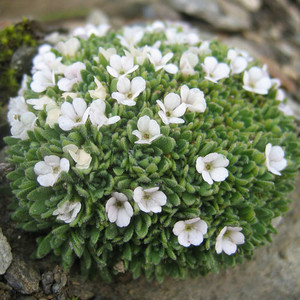 ANDROSACE PUBESCENS seed image